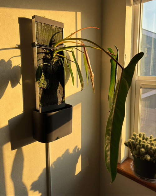 3D Printed Jaws Jungle Wall (+Pre-order)