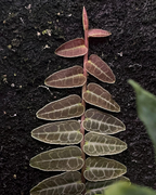 Marcgravia Jungle Wall Living Wall Ambient Terrarium Plants House Plants