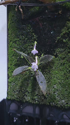 micro mini Sinningis muscicola