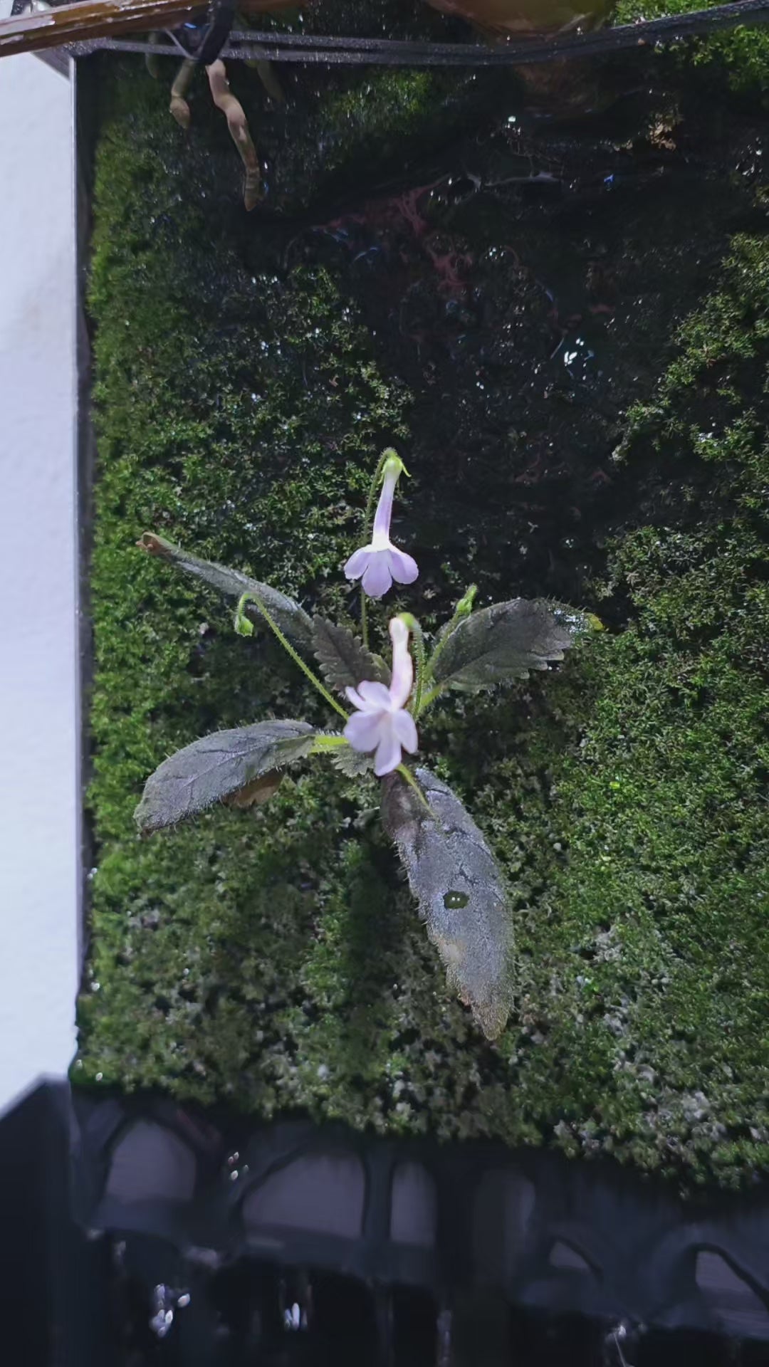 micro mini Sinningis muscicola