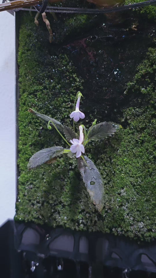 micro mini Sinningis muscicola